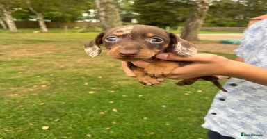 Miniature Dachshund dogs - Advert 4