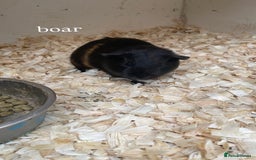Guinea Pig rodents for sale:  3 boars for sale - Image 2