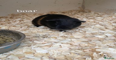 Guinea Pig rodents - Advert 10