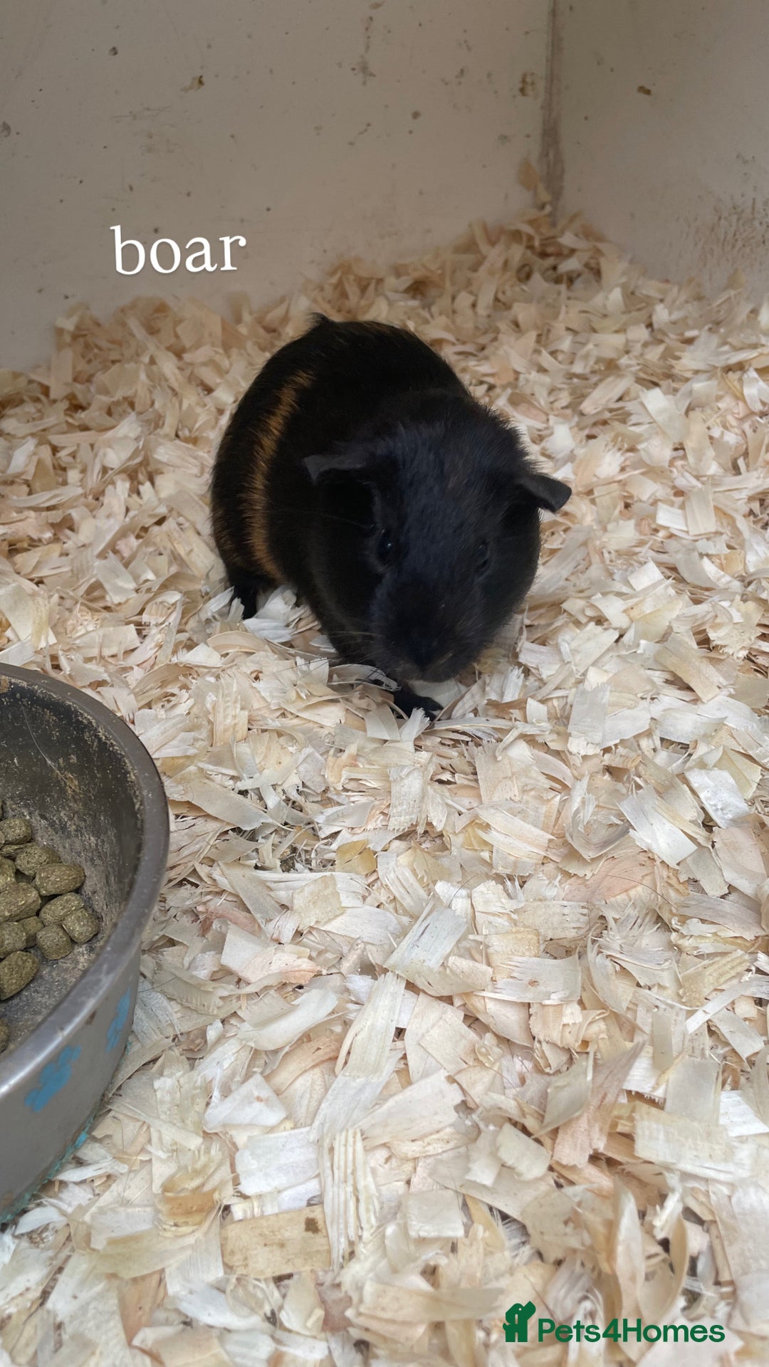 Guinea Pig rodents for sale:  3 boars for sale - Image 2