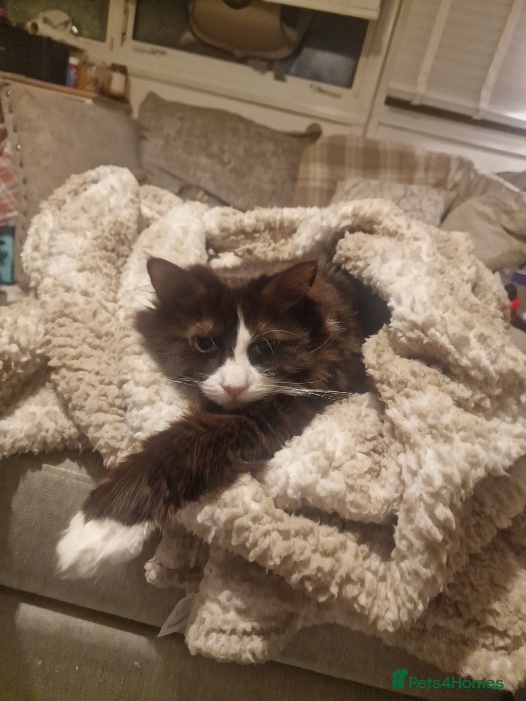 Mixed Breed cats for adoption: Loved family cats in need of a loving home  - Advert 8