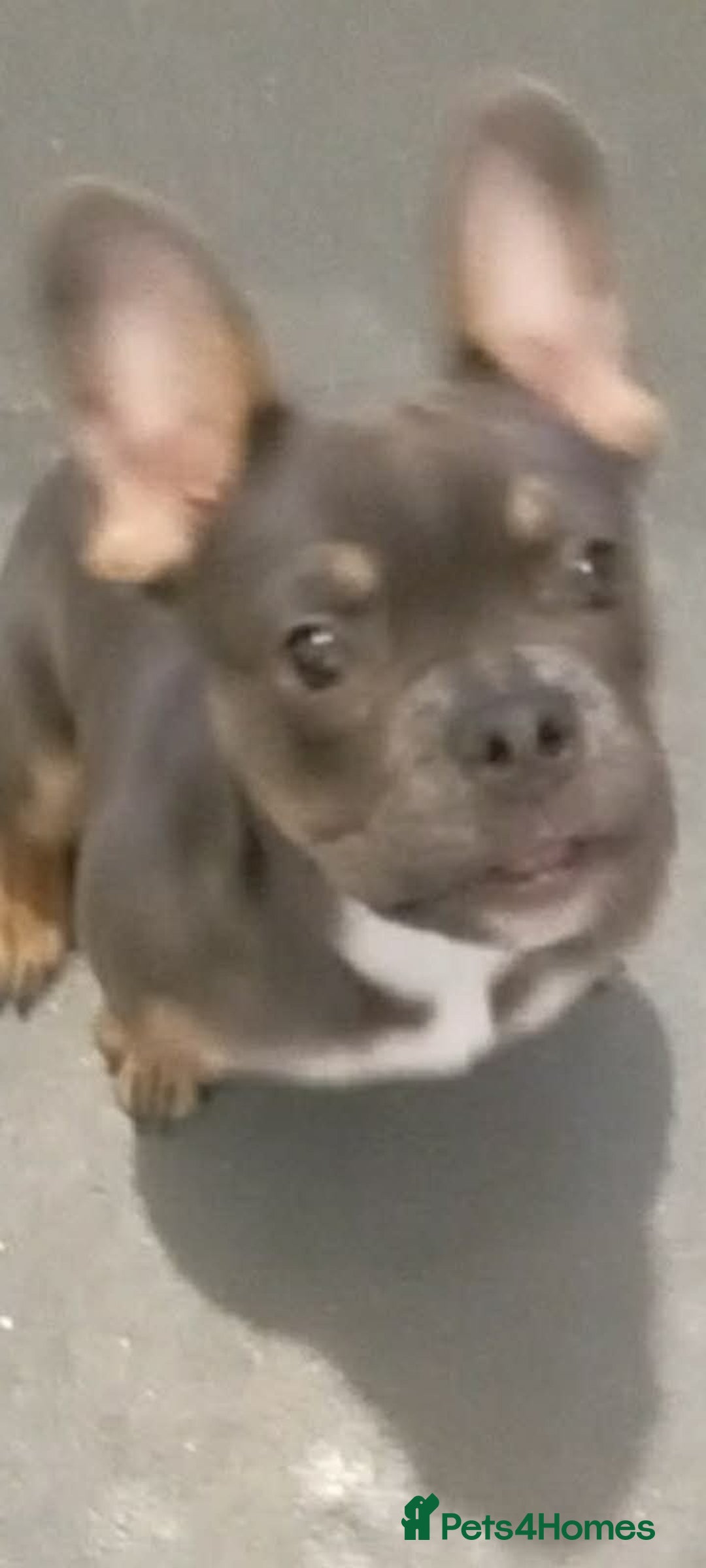 French Bulldog dogs for sale: Full bloodline French bulldog for rehome  - Advert 7