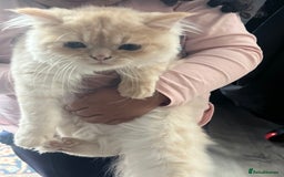 Persian cats for sale: Persian male cat - Image 4