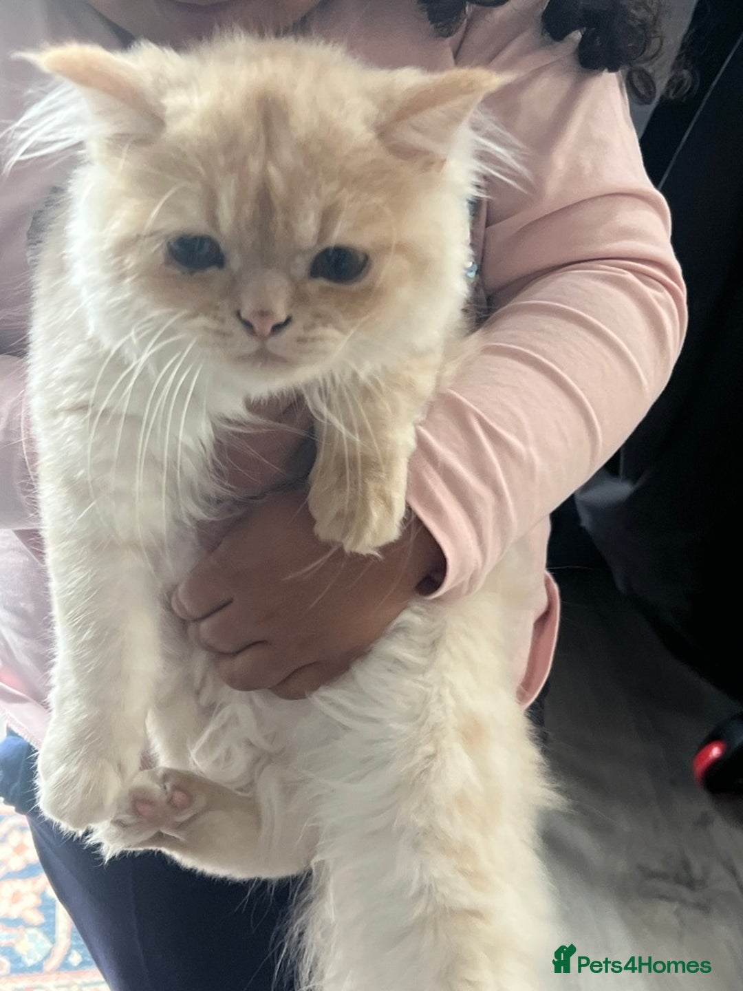 Persian cats for sale: Persian male cat - Image 4