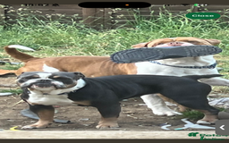 Mixed Breed dogs for sale: english bulldog x old tyme bulldog  - Image 5