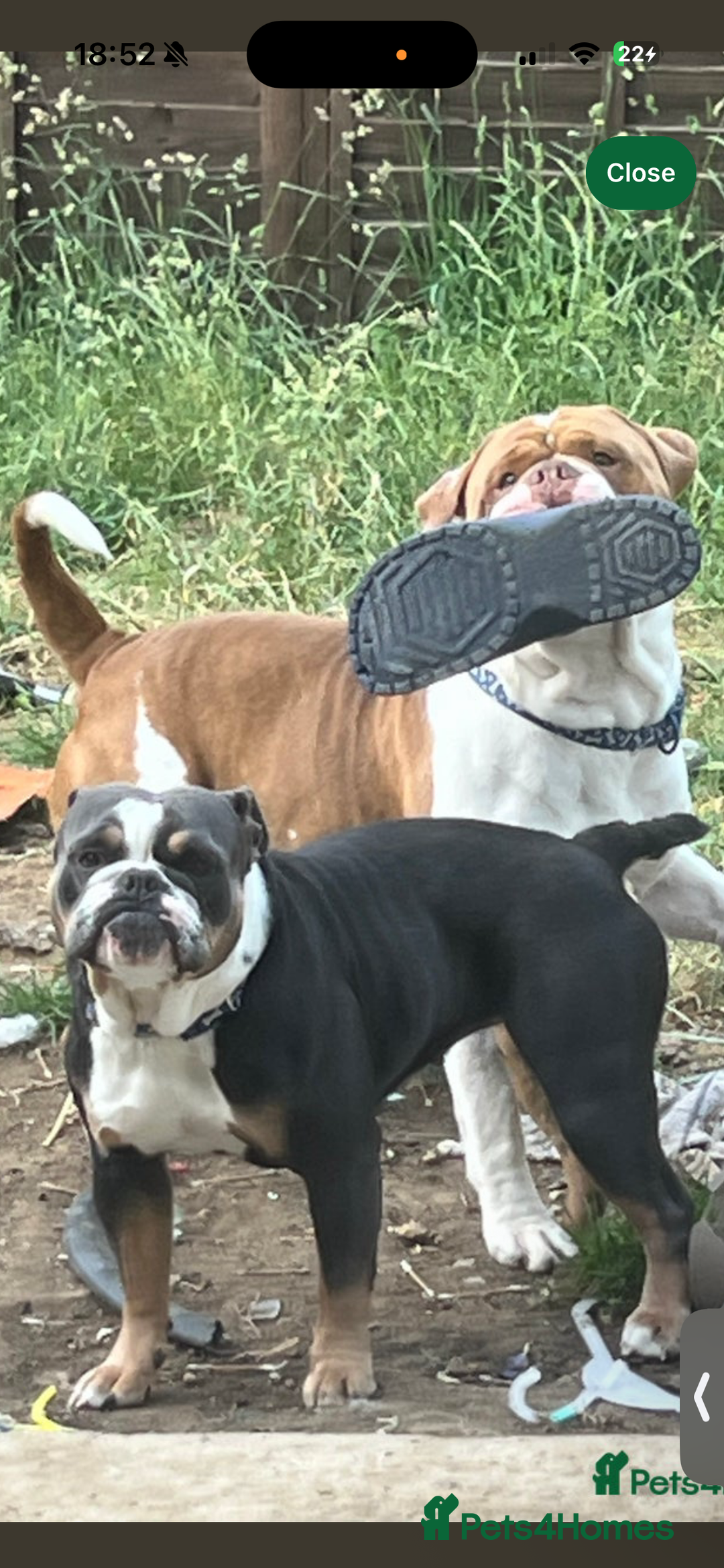 Mixed Breed dogs for sale: english bulldog x old tyme bulldog  - Image 5