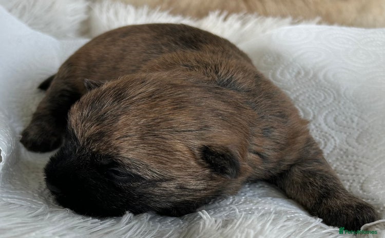 Cairn Terrier dogs - Advert 1