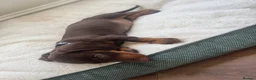 Miniature Dachshund dogs for sale: Beautiful PRA Clear Mini Dachshund Puppies  - Advert 17