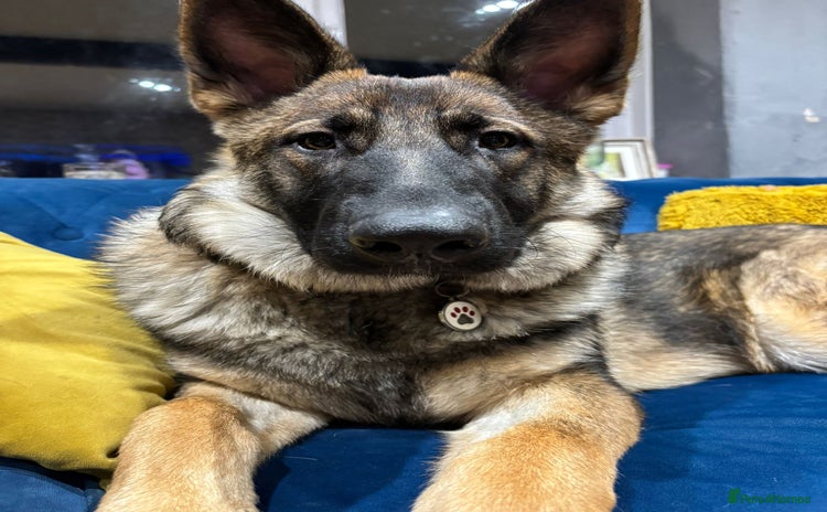 German Shepherd dogs - Advert 2
