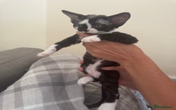 Devon Rex cats for sale: Aramis - Only 2 left Devon Rex Kittens – Exceptional Type  - Image 12