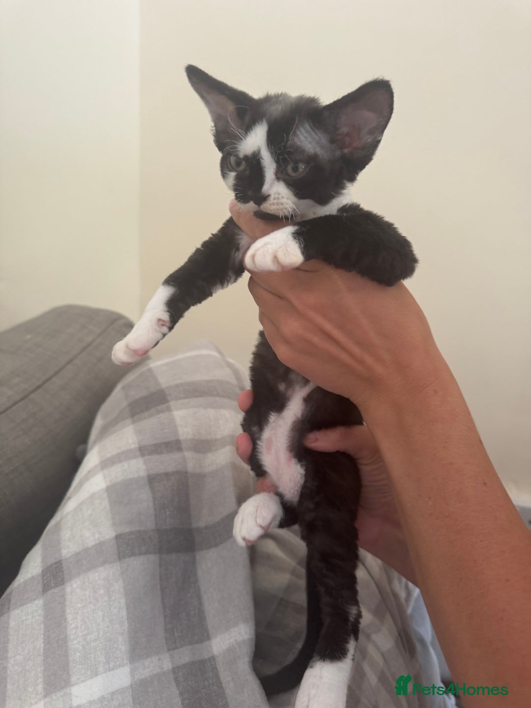Devon Rex cats for sale: Aramis - Only 2 left Devon Rex Kittens – Exceptional Type  - Image 12