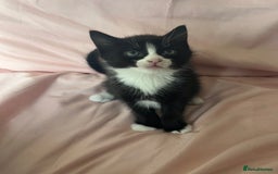 Mixed Breed cats for sale: 3 Beautiful and Playful Kittens - Image 4
