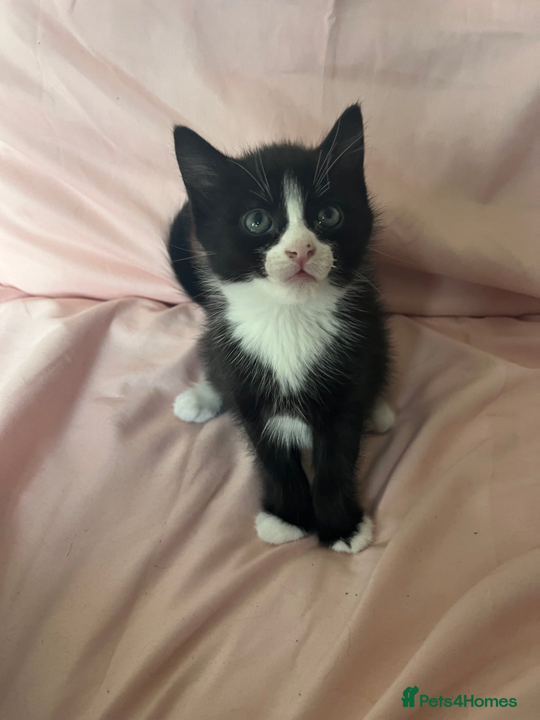 Mixed Breed cats for sale: 3 Beautiful and Playful Kittens - Image 4