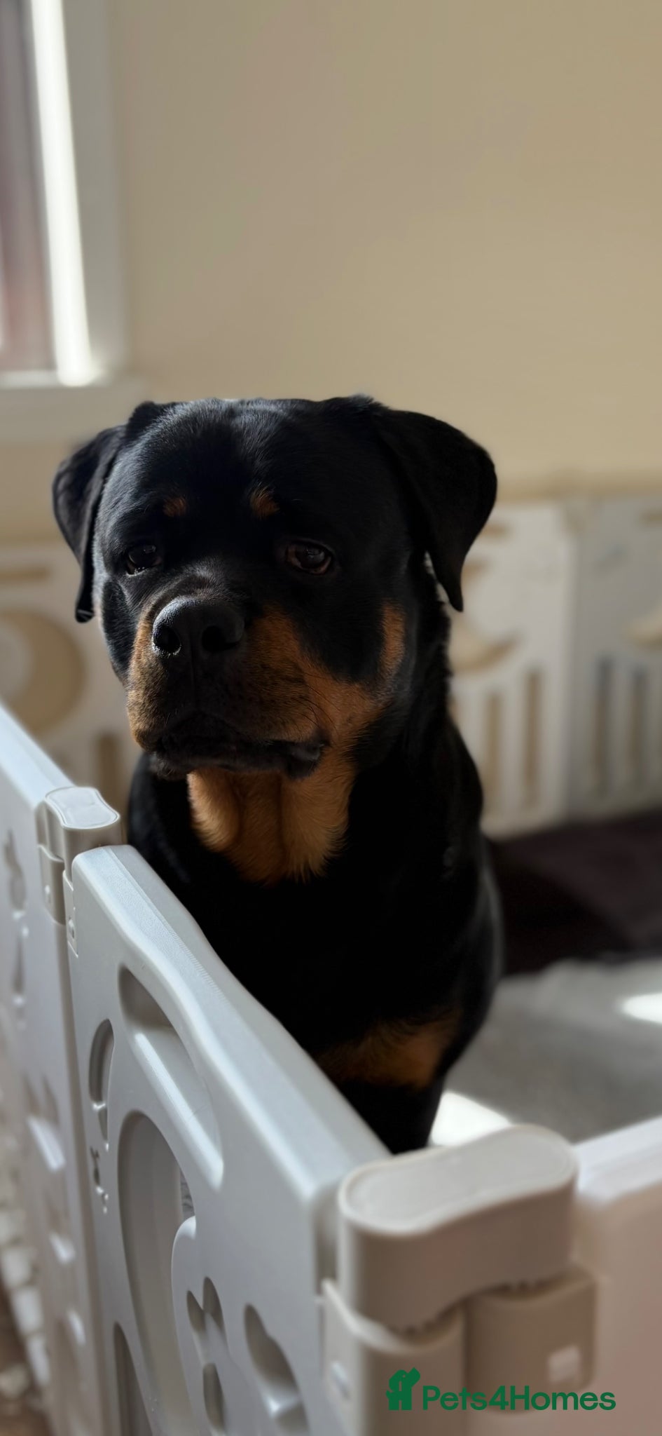 Rottweiler dogs 🤍PRADAS PUPPYS 🤍 - Advert 3