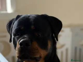 Rottweiler dogs 🤍PRADAS PUPPYS 🤍 - Advert 3
