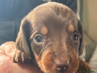 Dachshund dogs STUNNING KC REG STANDARD DACHSHUNDS - Advert 6