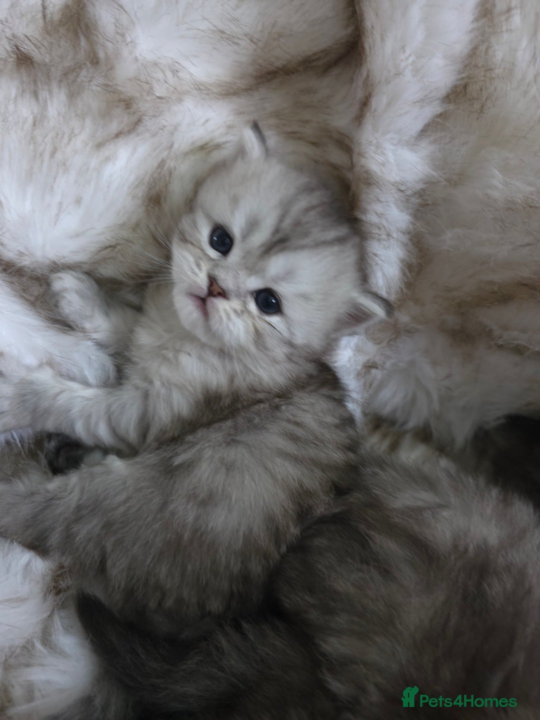 Persian cats for sale: Persian kittens  - Advert 5
