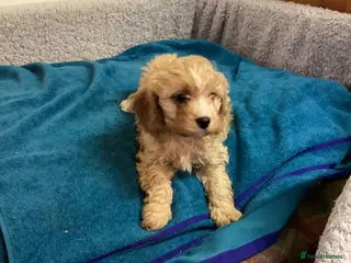 Cavapoo dogs F1 cavapoo - Advert 17