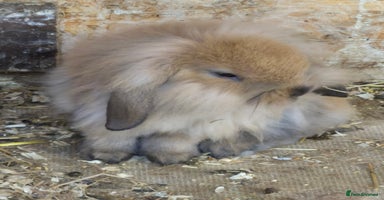 English Lop rabbits - Advert 3