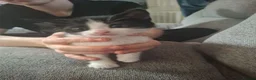 Mixed Breed cats for sale: Kittens for sale - Advert 3