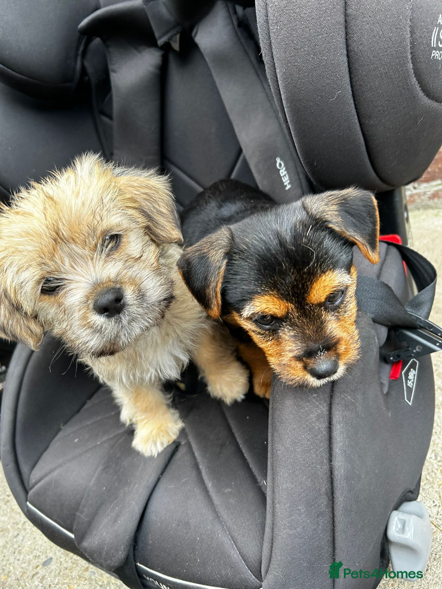Mixed Breed dogs Cocker spaniel cross puppies - Advert 3