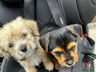 Mixed Breed dogs Cocker spaniel cross puppies - Advert 3