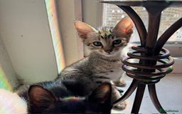Oriental cats for sale: One Oriental Boy Left Looking for his forever home - Image 18