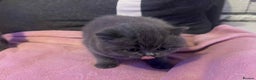British Shorthair cats for sale: 3 Adorable BRITISH SHORTHAIR!!!!  - Advert 21