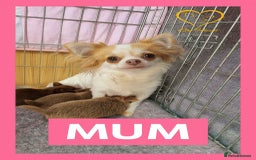 Chihuahua dogs for sale: Longhaired Chihuahua puppies  - Image 7