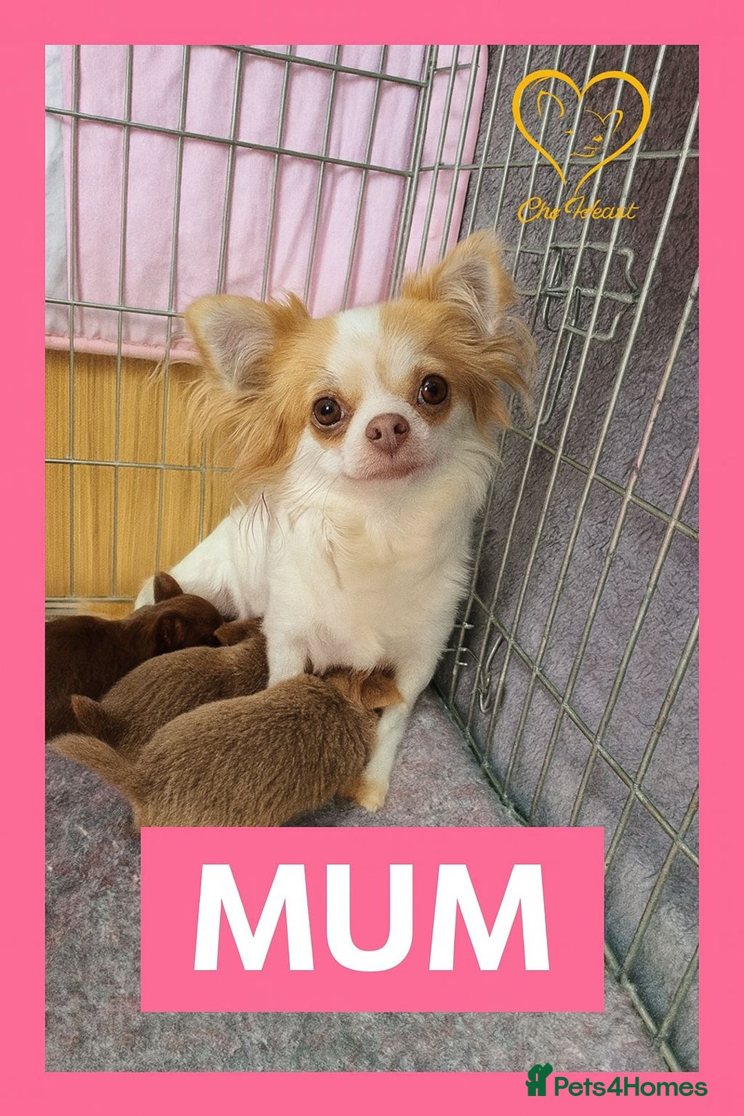 Chihuahua dogs for sale: Longhaired Chihuahua puppies  - Image 7