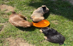 Jack Russell dogs for sale: Stunning Jack Russell’s ready in 2 weeks  - Image 5