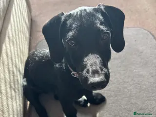 Mixed Breed dogs Handsome boy - Advert 13