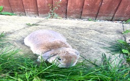 Mini Lop rabbits for sale: Male plush mini lop rabbit for sale - Image 3