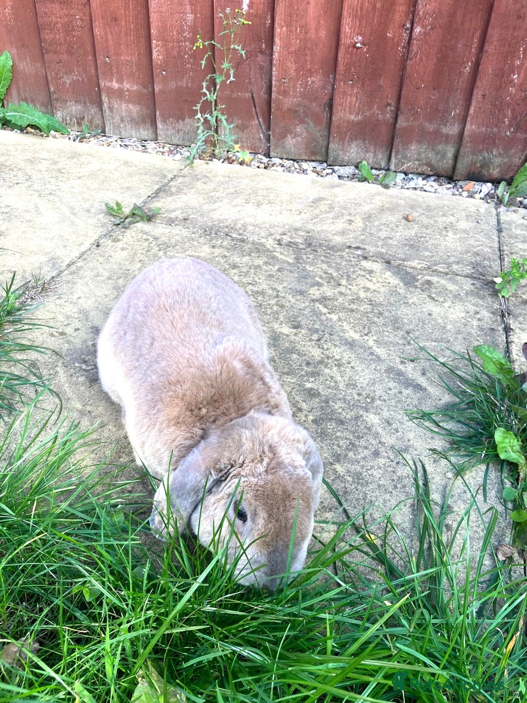 Mini Lop rabbits for sale: Male plush mini lop rabbit for sale - Image 3