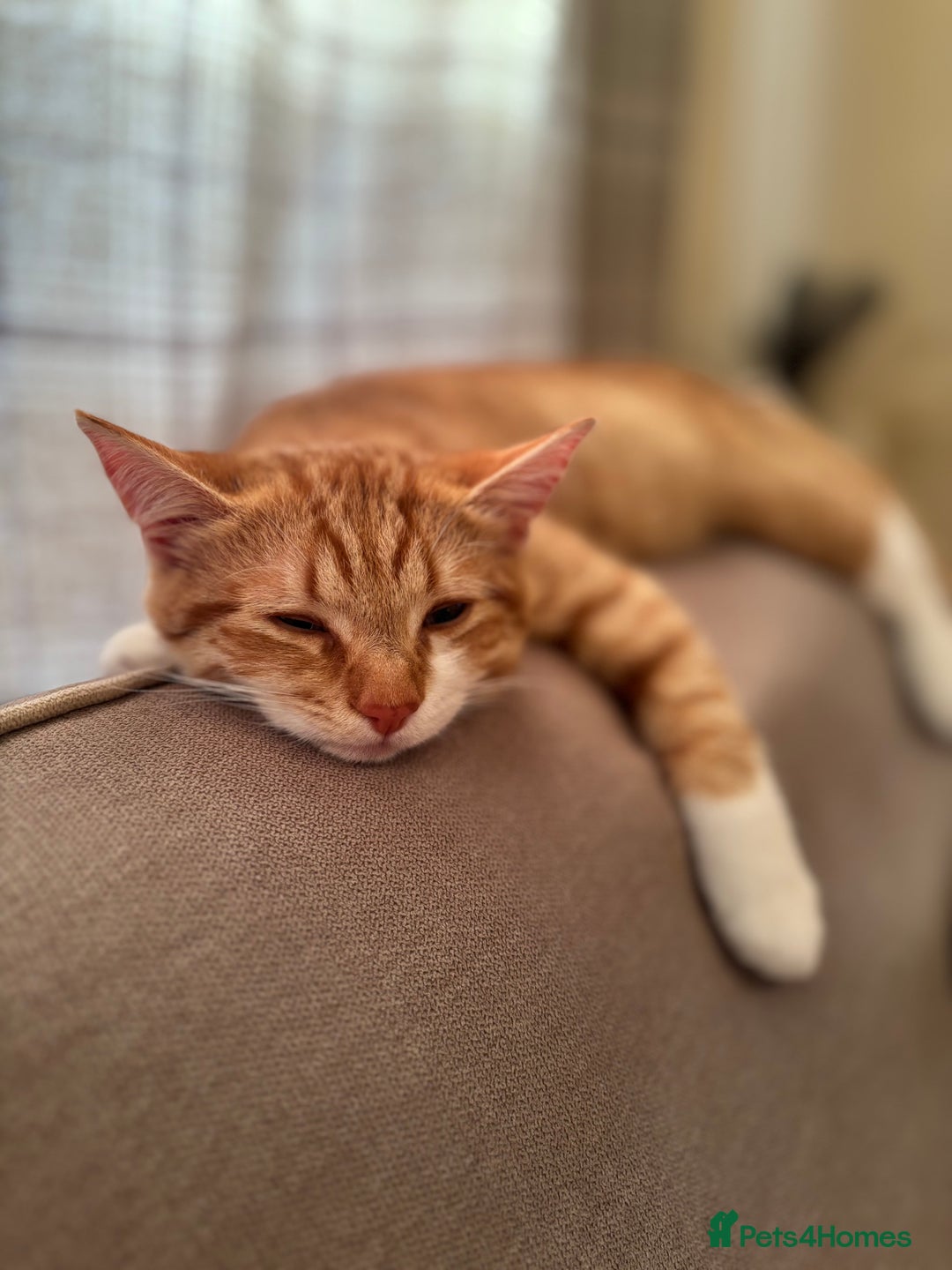 Mixed Breed cats for sale: Beautiful orange kitten  - Advert 1