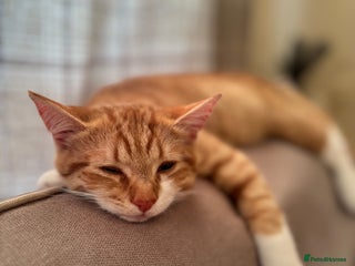 Mixed Breed cats Beautiful orange kitten - Advert 1