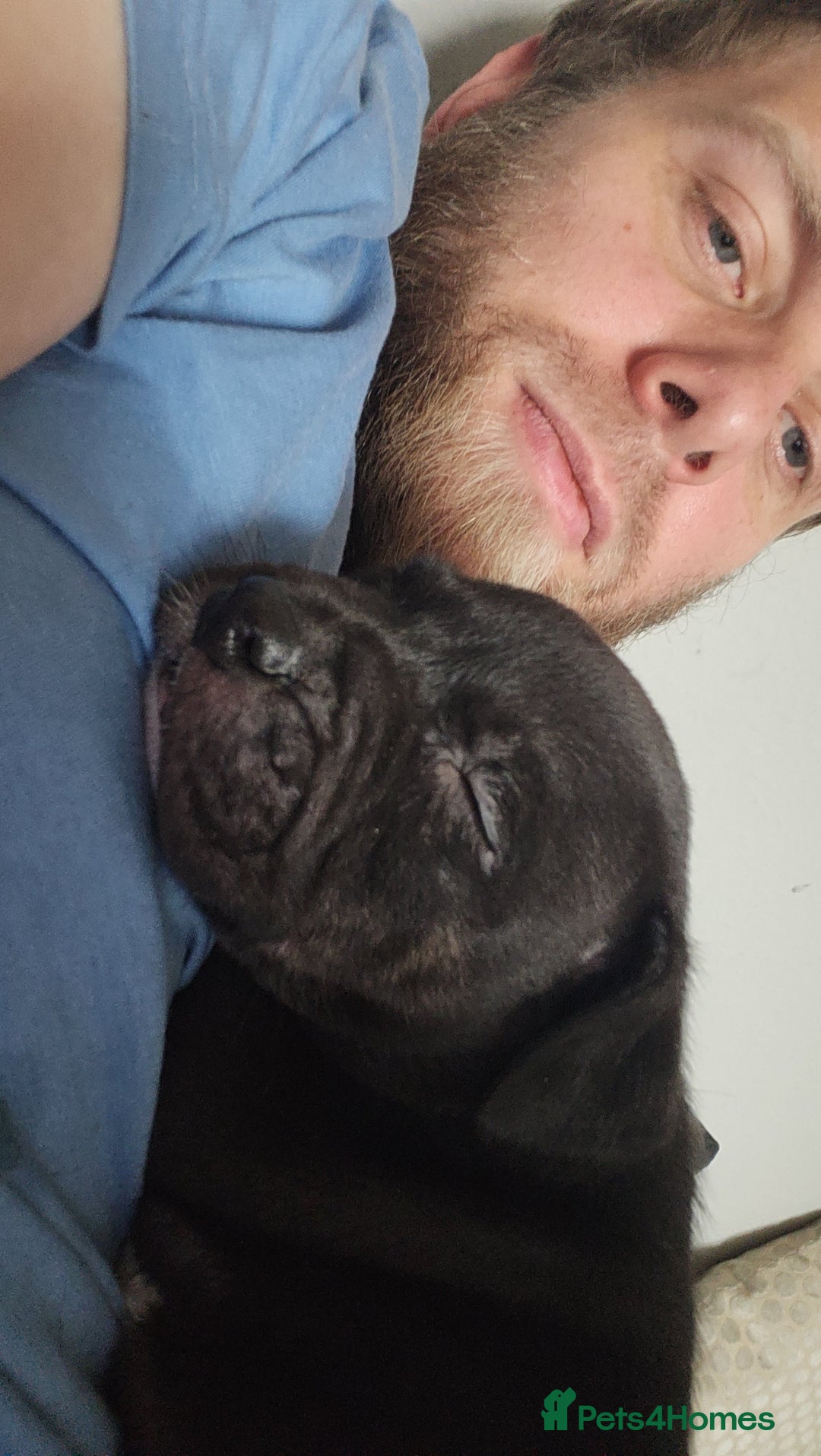 Staffordshire Bull Terrier dogs for sale: Last to males  - Image 2