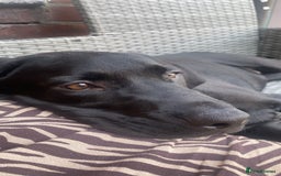 Labrador Retriever dogs for sale: Labrador  - Image 2