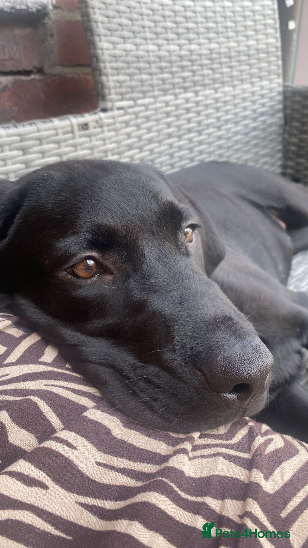 Labrador Retriever dogs for sale: Labrador  - Image 2