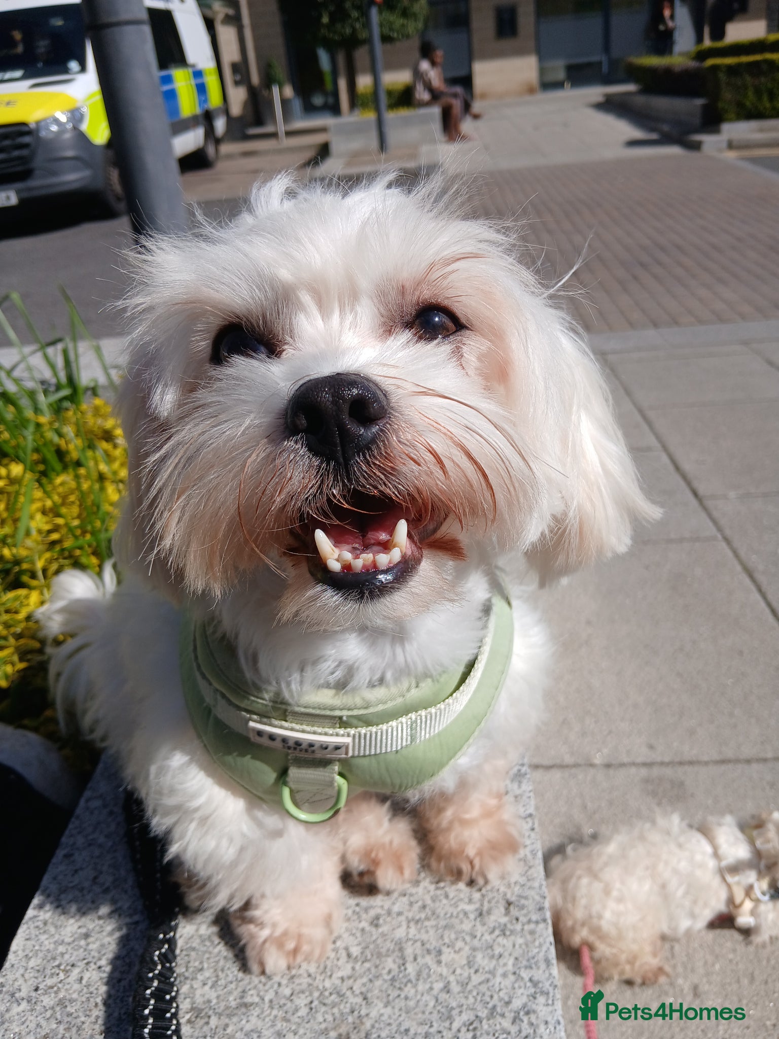 Mixed Breed dogs Sweet Maltes/Lhasa Apso puppies  - Advert 11