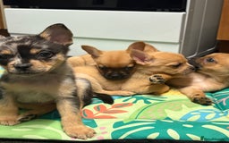 Mixed Breed dogs for sale: FrenchieXPomeranian  - Image 28