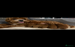 Cavapoo dogs for sale: Gorgeous and adorable F1b toy cavapoo puppies  - Image 2