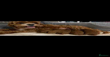 Cavapoo dogs - Advert 14