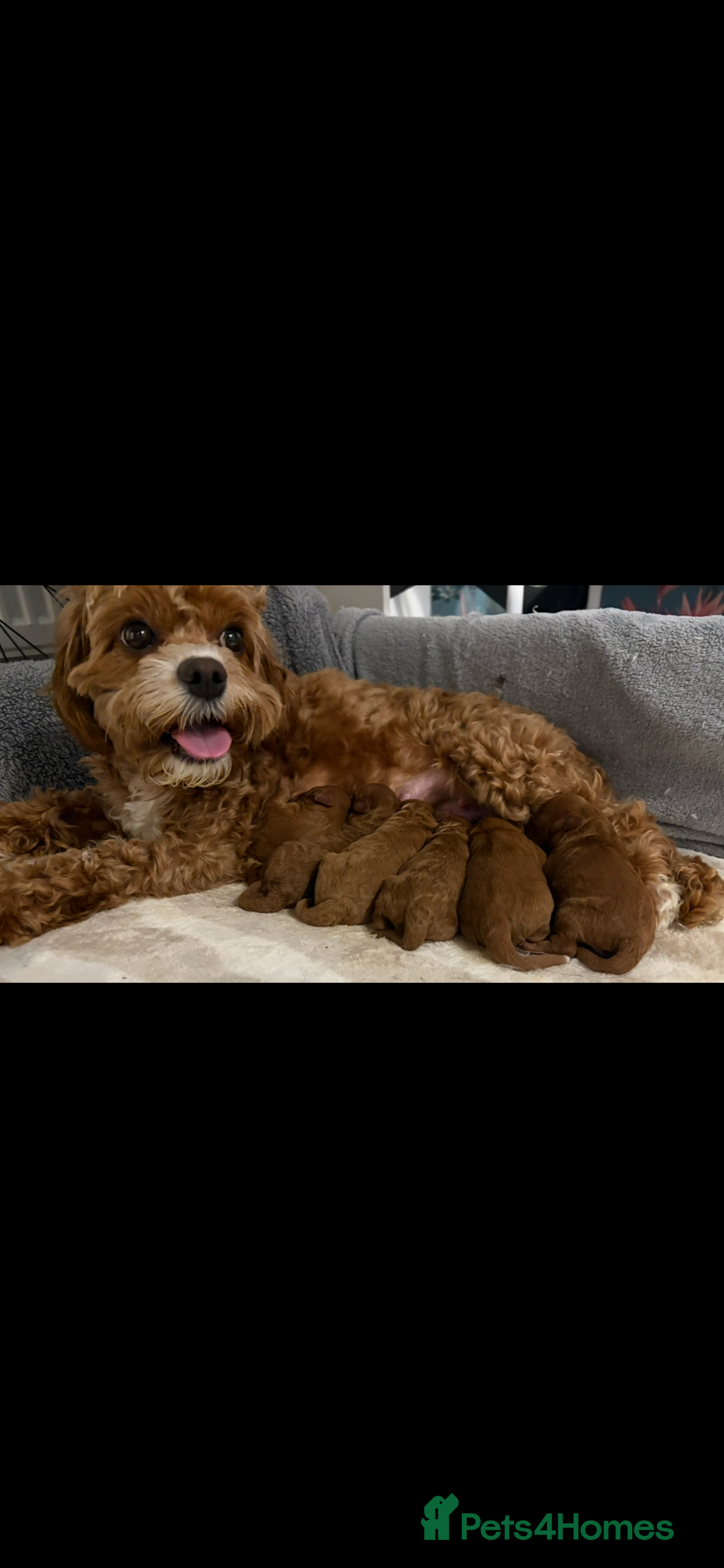 Cavapoo dogs for sale: Gorgeous and adorable F1b toy cavapoo puppies  - Image 2