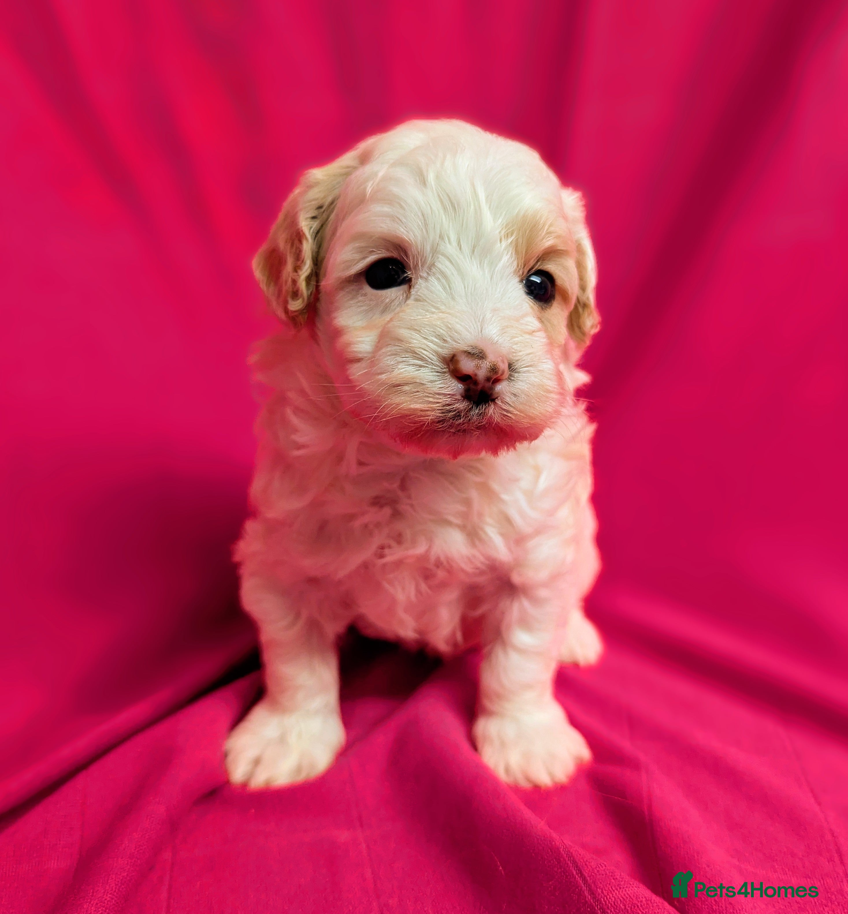 Maltipoo dogs Beautiful Toy Maltipoo Puppy - Advert 6