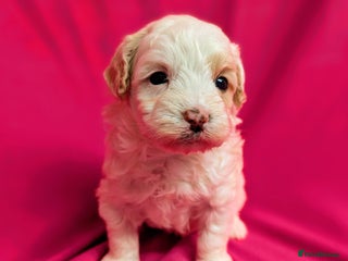 Maltipoo dogs Beautiful Toy Maltipoo Puppy - Advert 16