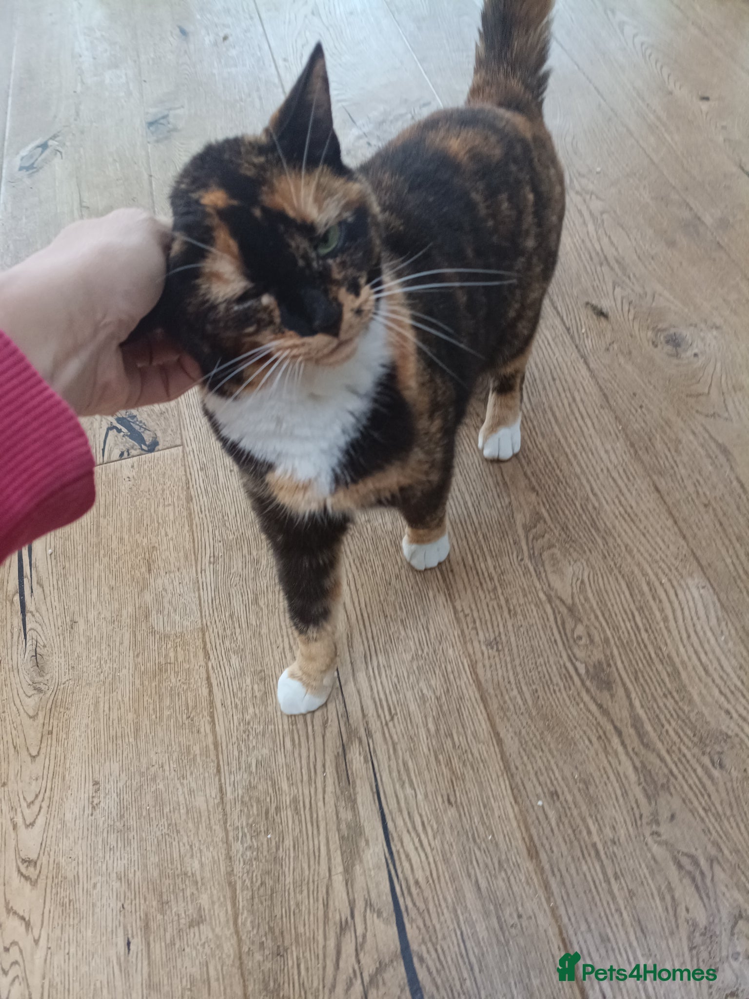 Maine Coon cats 5* Home wanted  - Advert 2