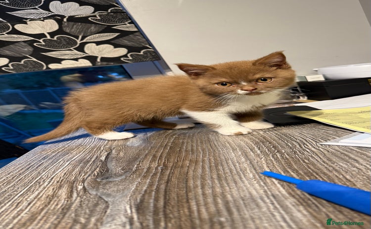 British Shorthair cats - Advert 8