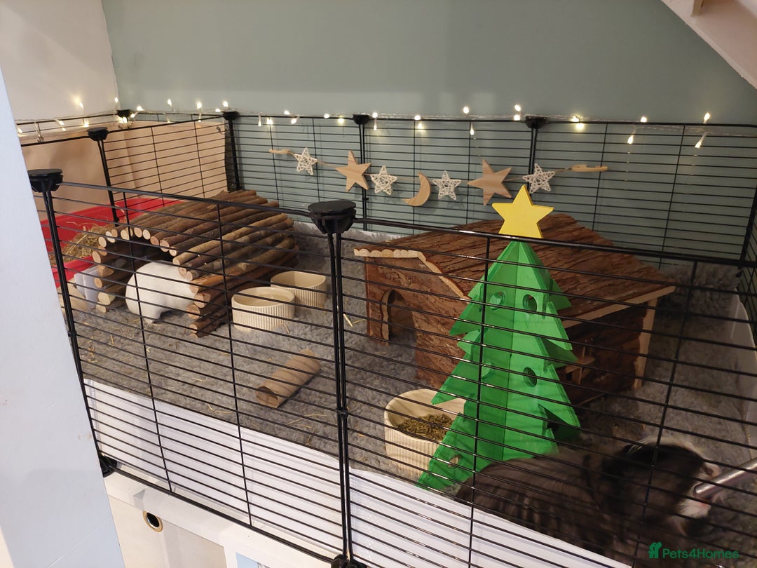 Guinea Pig rodents for sale: 2 x female guinea pigs and set up - Advert 2