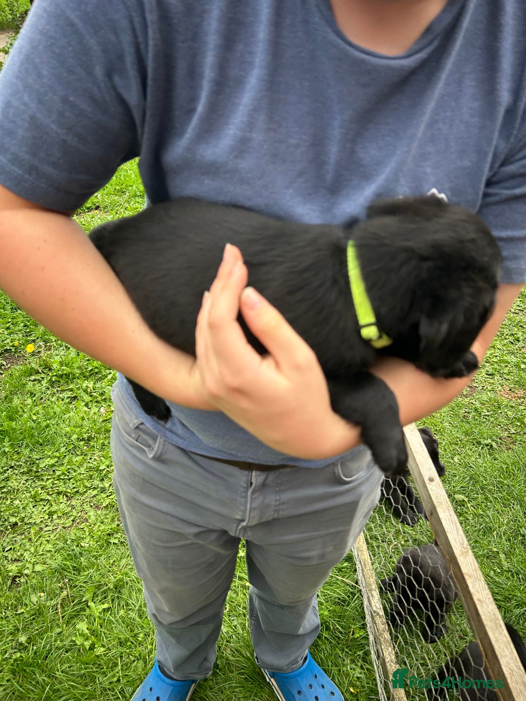 Labradoodle dogs for sale: Ready to go! Fantastic F1 Labradoodles (black) - Image 27